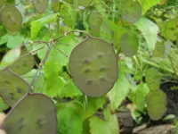CIMG5262.webp