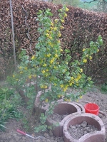 k-P1080803.webp
