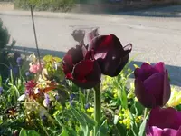 k-P1080798.webp