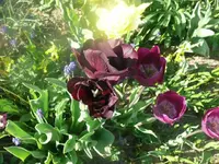 k-P1080799.webp