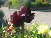 k-P1080800.webp
