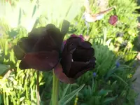 k-P1080797.webp