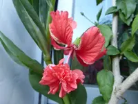 P1180328.webp