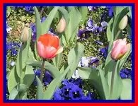 007.webp
