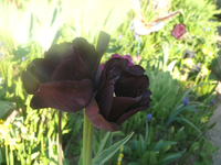 k-P1080797.webp