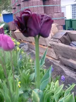 P1080816.webp