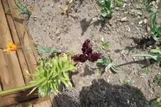 SAM_0579.webp