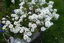 SAM_0582.webp
