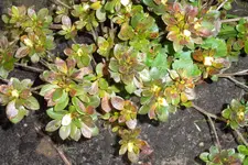 SAM_0583.webp