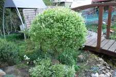 SAM_0586.webp