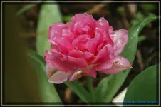 comp_DSC03227.webp