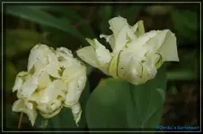 comp_DSC03235.webp
