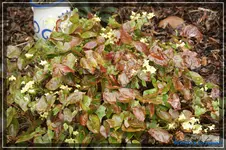 comp_DSC03224.webp