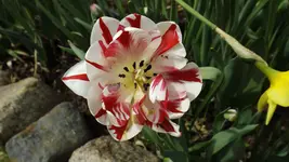 DSCF1531.webp