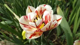 DSCF1532.webp