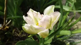 DSCF1534.webp