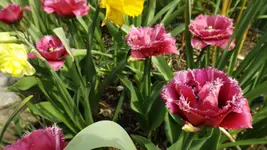 DSCF1535.webp