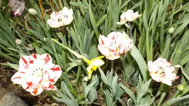 DSCF1551.webp