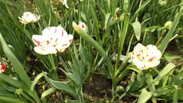 DSCF1552.webp