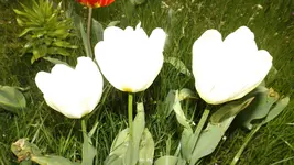 DSCF1553.webp