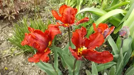 DSCF1541.webp