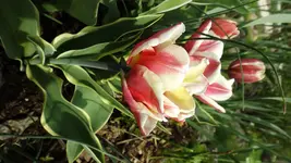 DSCF1560.webp