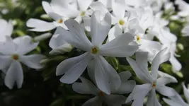 DSCF1525.webp
