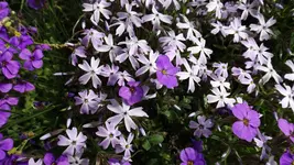 DSCF1529.webp
