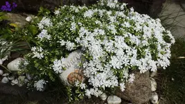 DSCF1530.webp