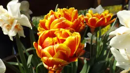 DSCF1576.webp