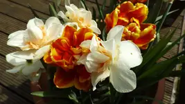 DSCF1578.webp