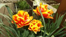 DSCF1581.webp