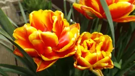 DSCF1582.webp