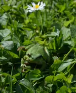 Frosch.webp