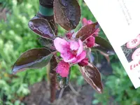 k-P1080823.webp