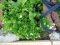k-Waldmeister.webp