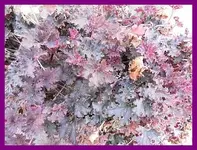 001.webp