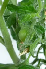 Balcony Yellow 1.Frucht.webp