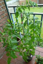 Black Cherry.webp
