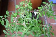 Gartenperle Januaraussaat.webp
