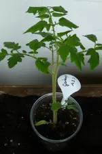 Gartenperle Märzaussaat.webp