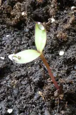 Sonnenblume.webp