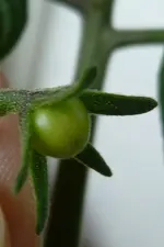 Tiny Tim Frucht.webp