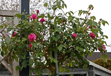 no name pinker Hochstamm_erste Blüten_640.webp