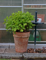Hortensie im GWH überwintert_640.webp