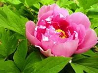 Baumpfingstrose.webp
