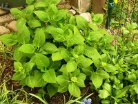 Hortensie.webp