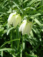 DSCN7709.webp