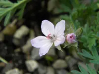 DSCN7682.webp