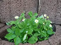 k-P1080837.webp